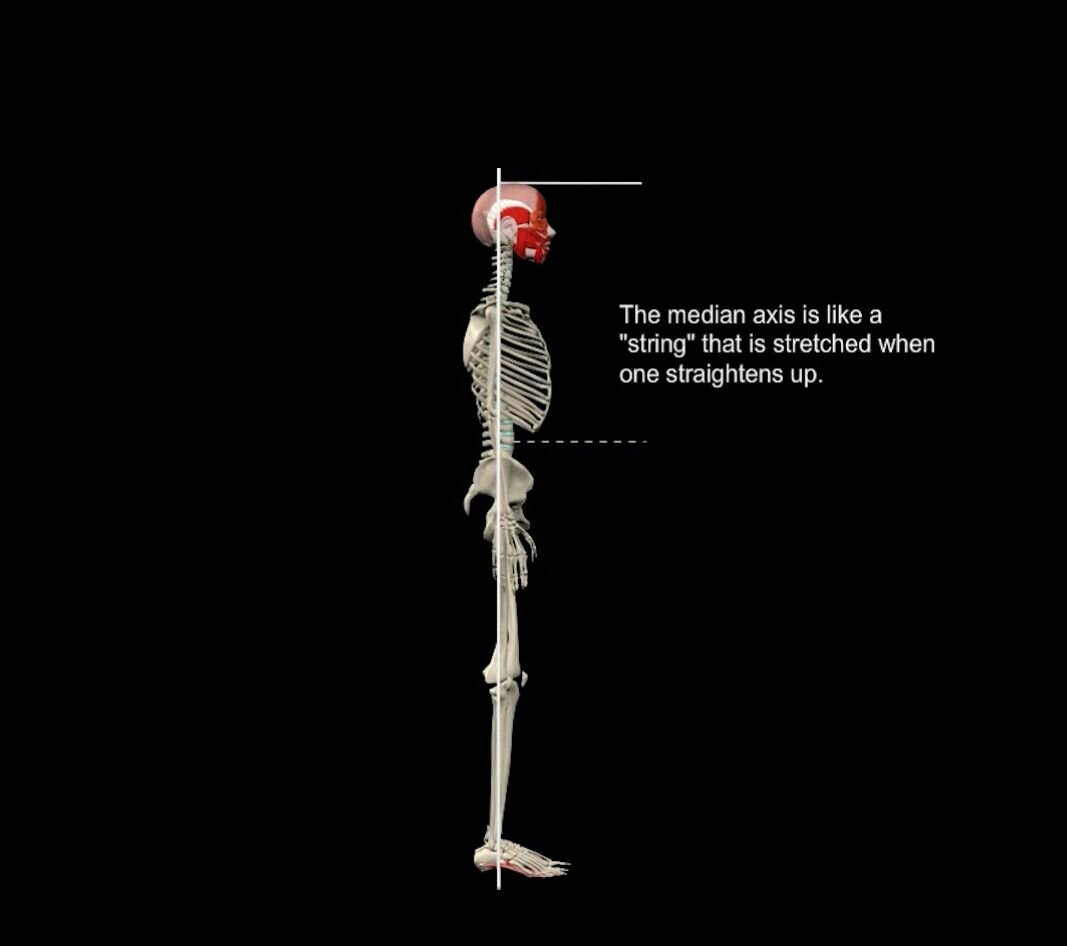 Серединная ось похожа на струну, которая растягивается, когда человек выпрямляется.