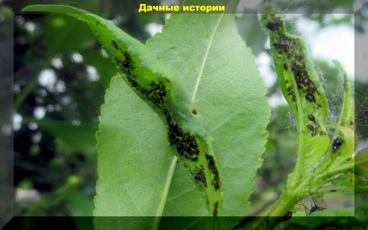 https://vk.com/photo-159774511_457252037