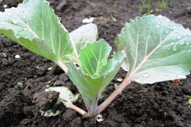 Рассада капусты