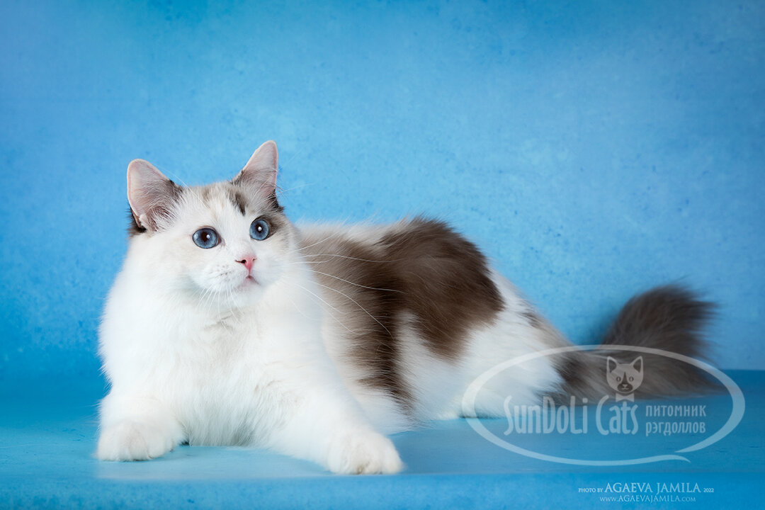 Кошка Ксюша (Xsenia KatyCloud)