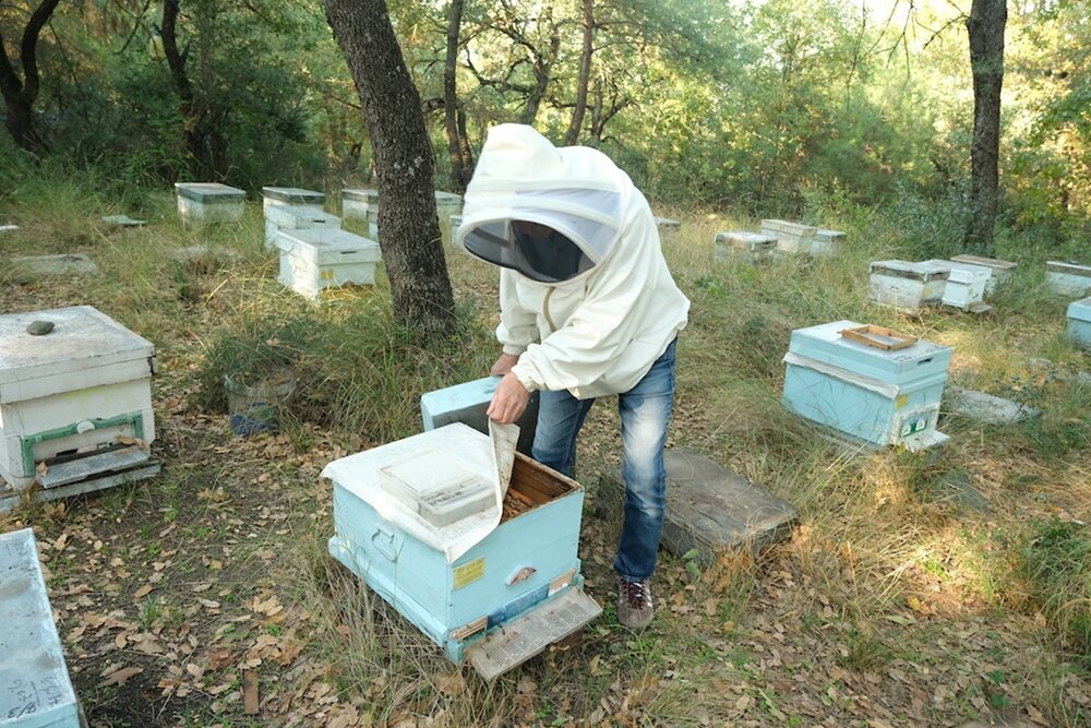 47-й конгресс Международной федерации пчеловодных ассоциаций - Апимондии, который первоначально должен был проходить в России в 2021 году, но затем перенесен на 2022 год, теперь состоится в Стамбуле в августе 2022 года. В этой связи полезно освежить знания о  пчеловодстве Турции.