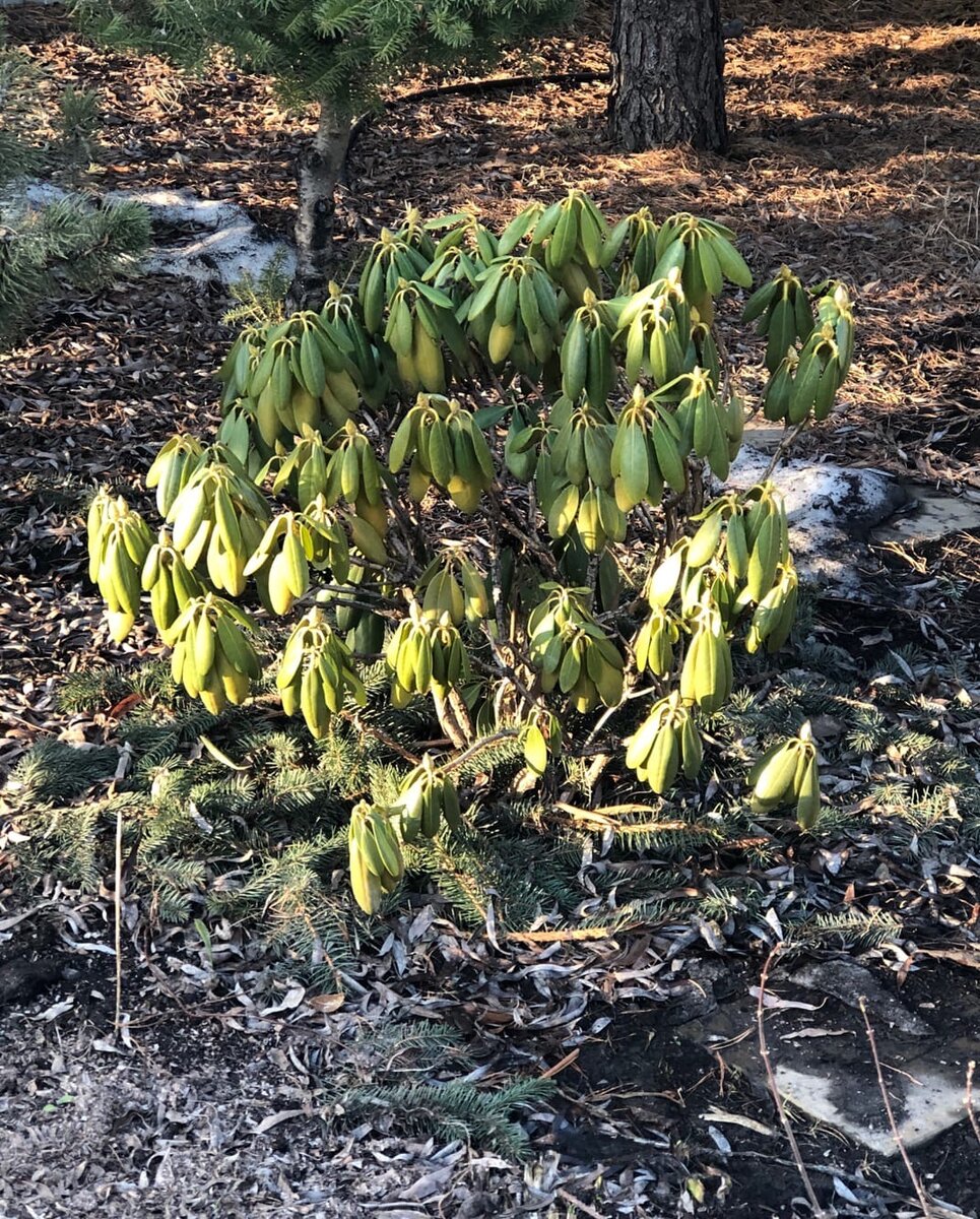 Вот так  выглядит рододендрон в начале апреля
