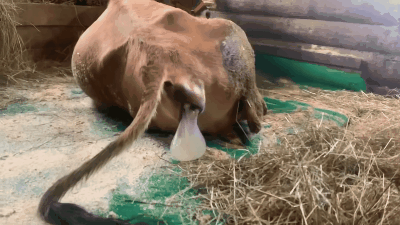 Нажмите на гифку, чтобы её посмотреть