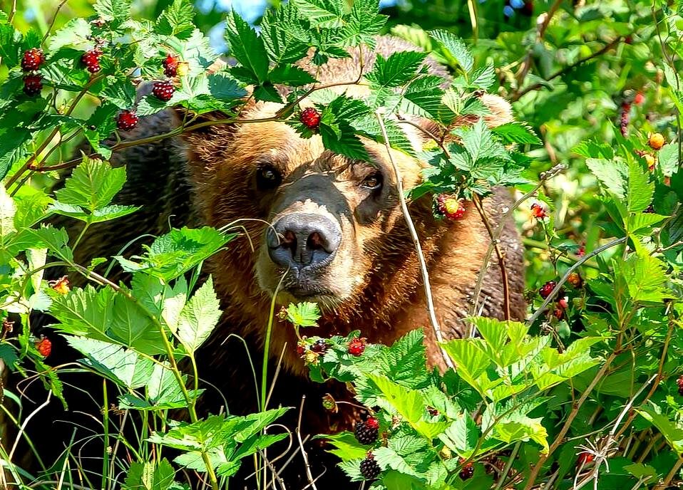 Фото из интернета, свободные источники