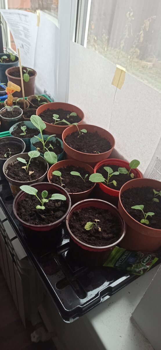 Рассада белокачанной капусты, уже после пикировки 