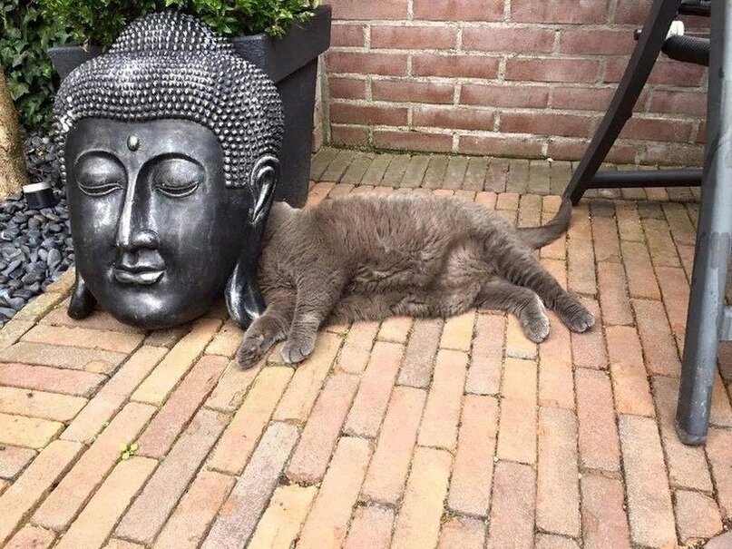 Котов в моих подборках много. Ибо очень эзотеричные животные