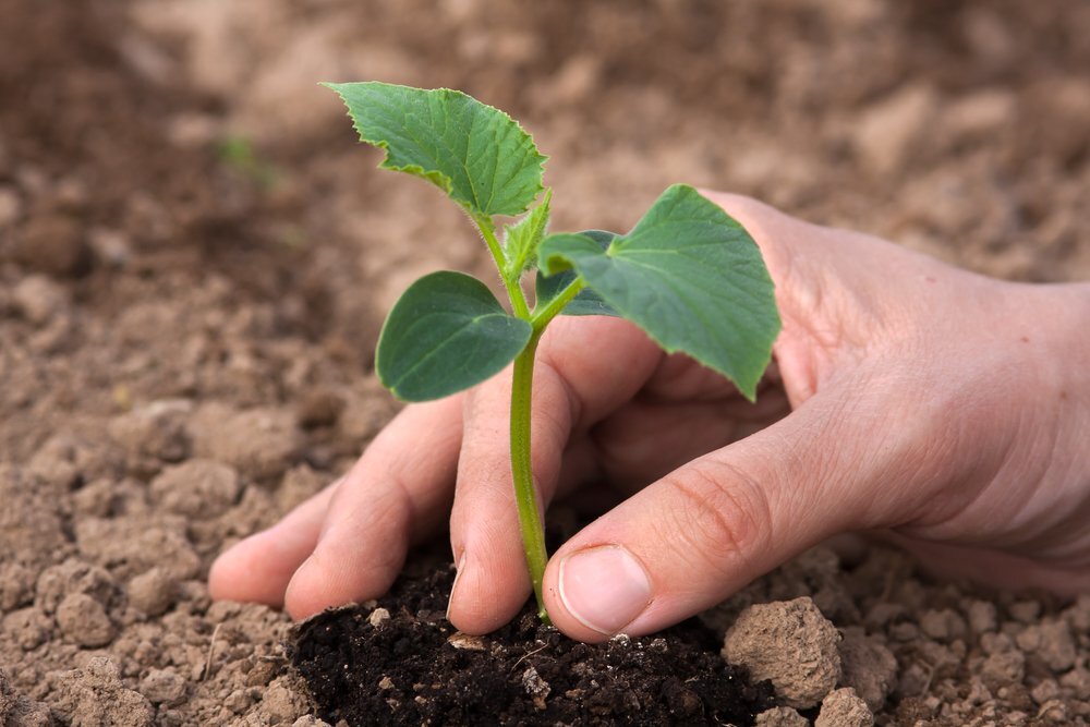 Рассада огурцов как ухаживать после высадки. Seedling «рассада». Рассада огурцов. Огурцы рассада. Высадка рассады огурцов.