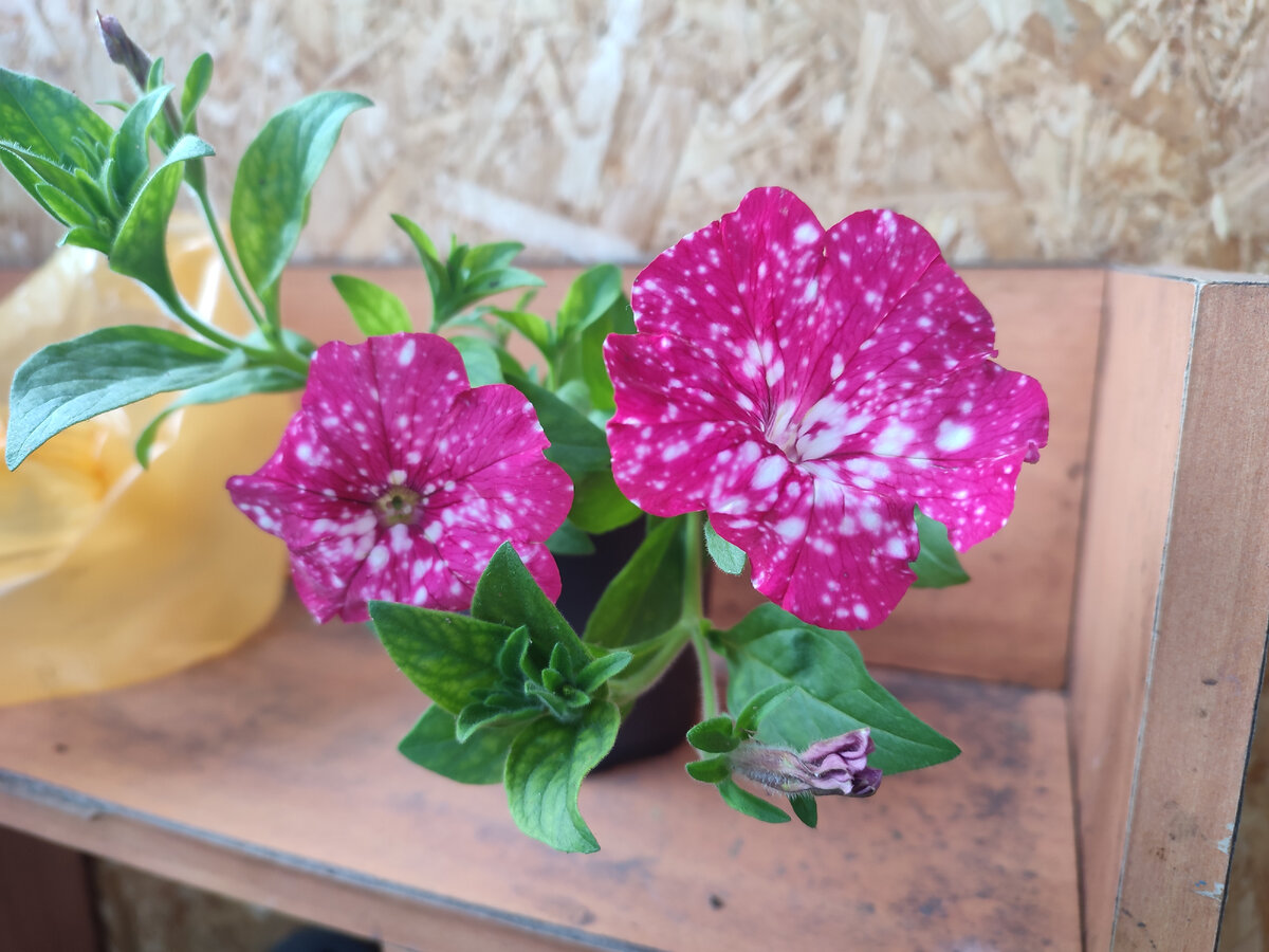 А это новый житель - ампельная петунья. Красивая) 