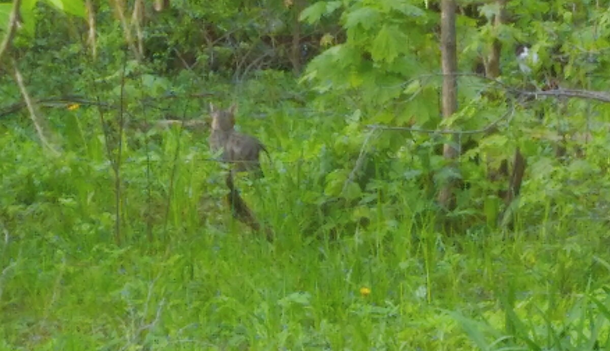 Личное   фото.