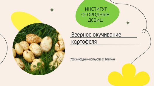 Картофель. Веерное окучивание, что даёт этот метод?