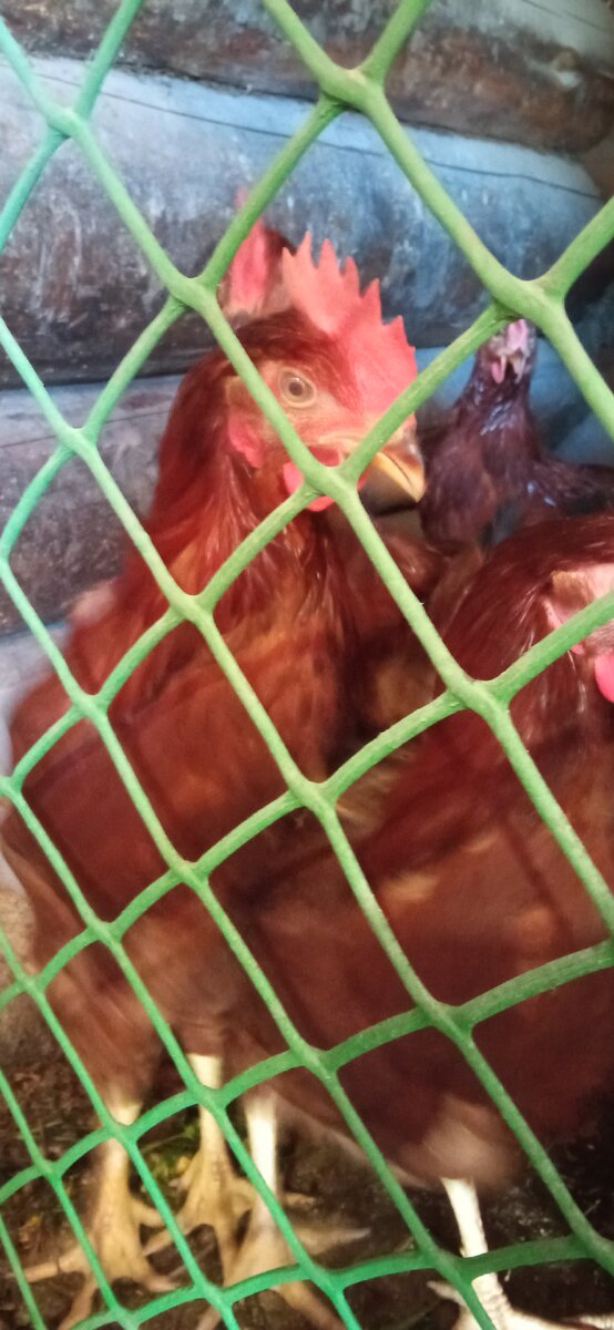 Курино-петушиная армия из первой инкубации