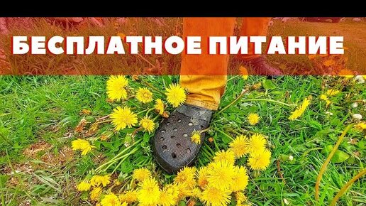 Еда под ногами! Три рецепта из сорняков и дикоросов! Эконмим на еде... Выживание...