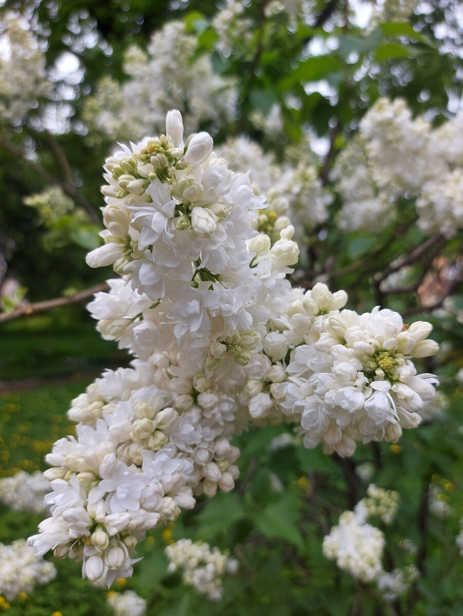 Алиса Хардинг