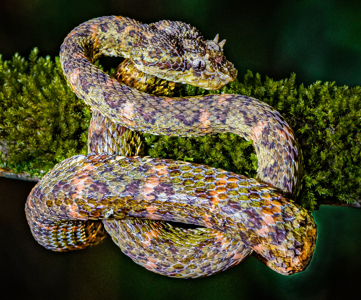 свободный источник