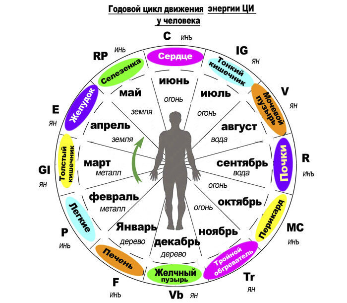 Года человеческой жизни. Меридианы человека по часам активности схема. Суточные ритмы органов человека. Биоритмы внутренних органов человека по часам. Годовые биоритмы человека.
