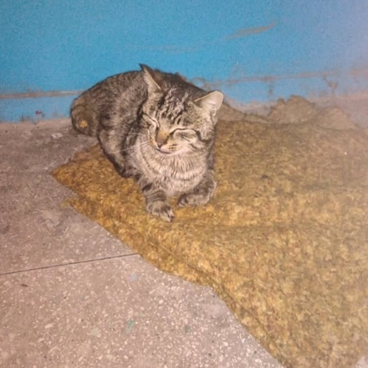 Так он сидел в подъезде три дня