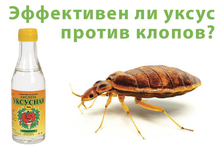 Эффективен ли уксус от постельных клопов❓