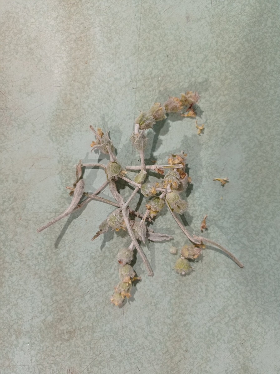 Вот из этого сена заваривается очень вкусный чай.