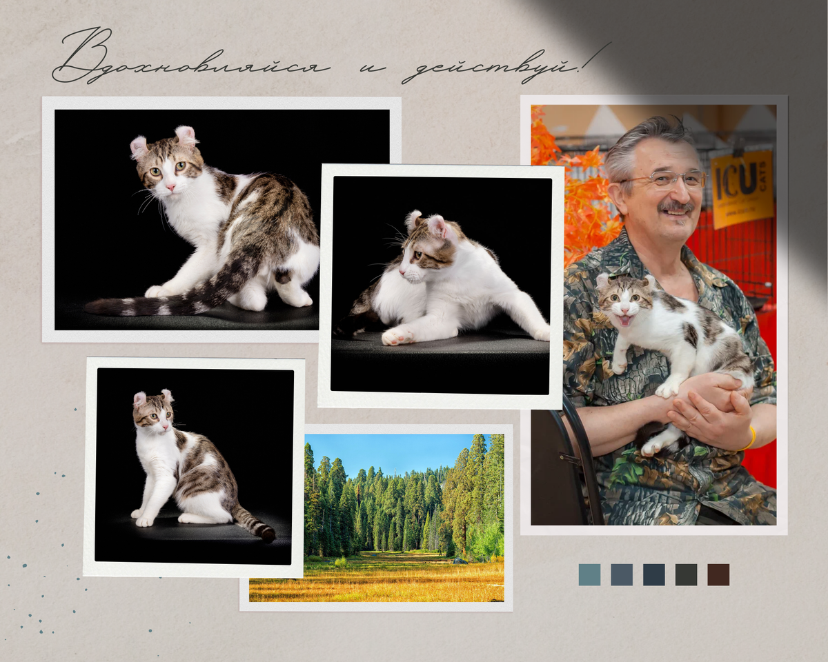 F3 американский керл, GC Russicats Crasy Curl