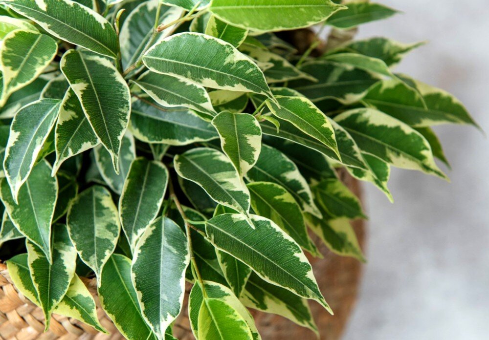 Что любят наши фикусы