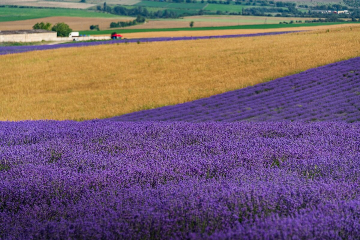 Лавандовые поля в сочи. Лавандовое поле Размеры.