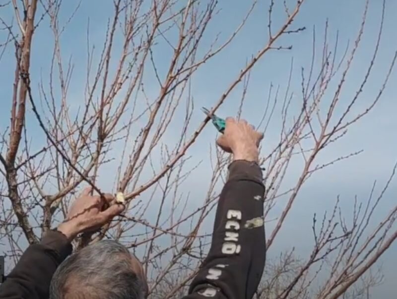 Обрезка дерева