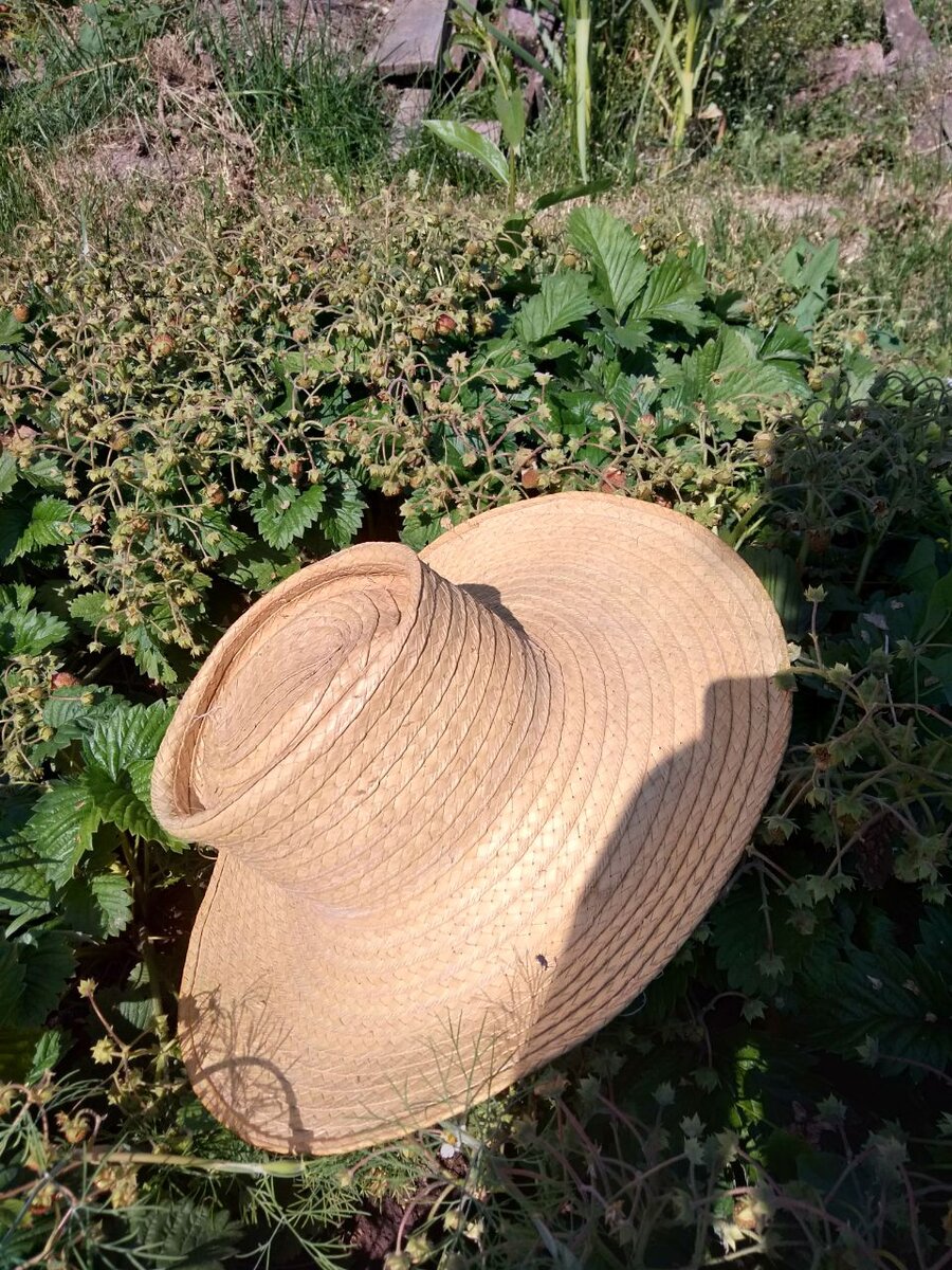 Моё "sombrero de guano" в земклунике и укропе