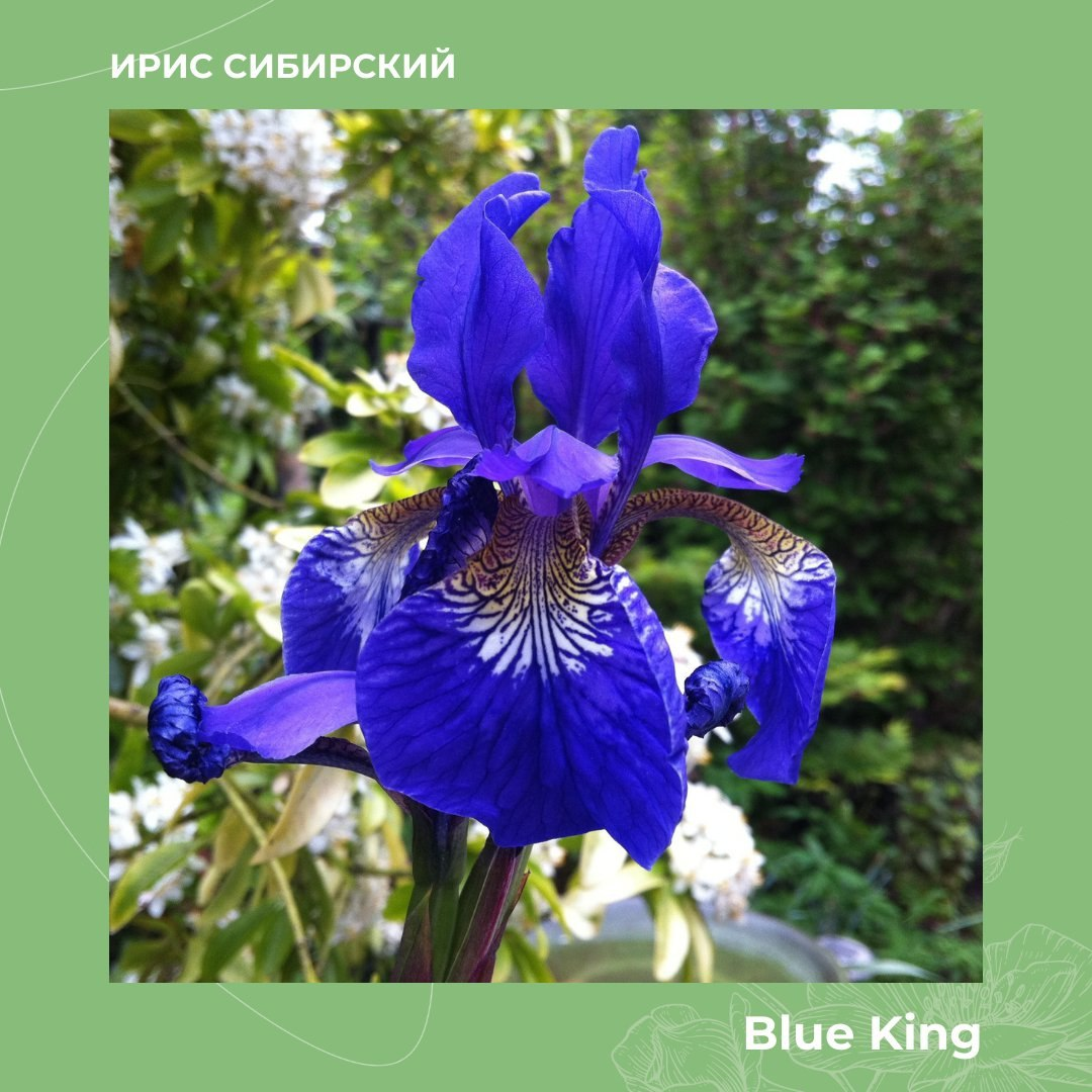  Ирис сибирский Blue King