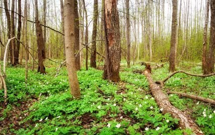 Фото из сети