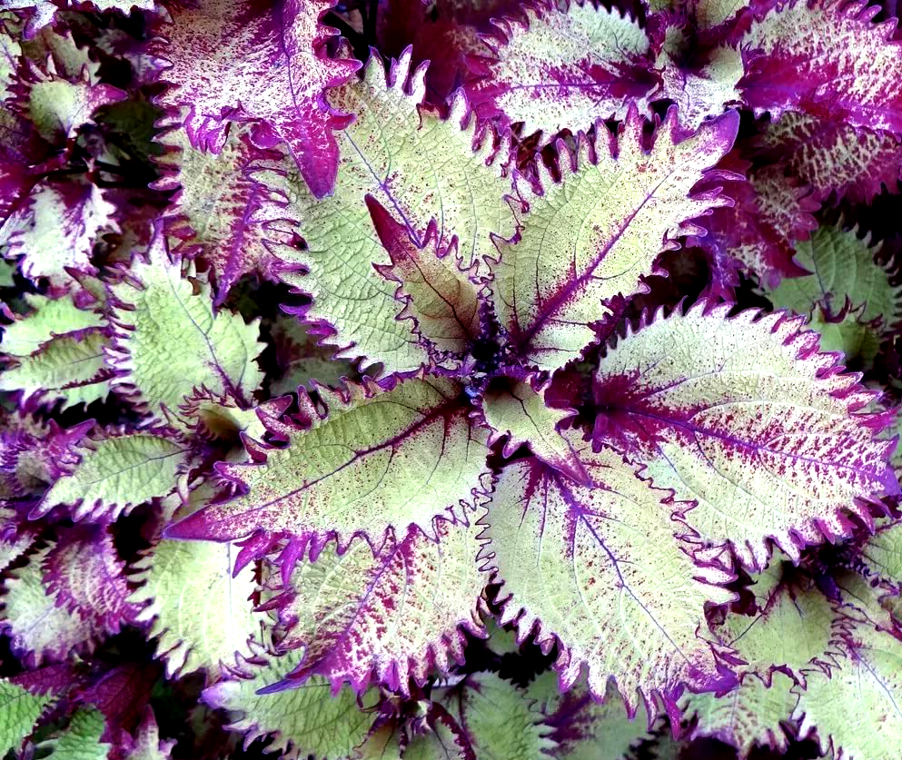 Колеус Ренельта Coleus rehneltianus