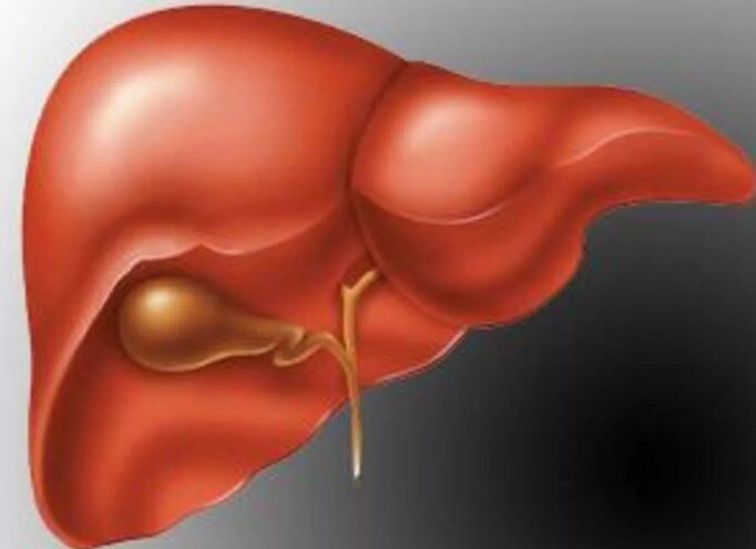 Здоровье и поддержание печени продляет жизнь человека