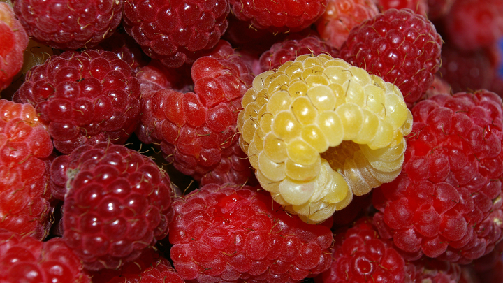 ФОТО: OLGA KUDRIAVTSEVA/RUSSIAN LOOK/GLOBAL LOOK PRESS