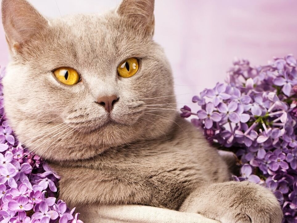 Источник фото - https://clck.ru/sPcK2