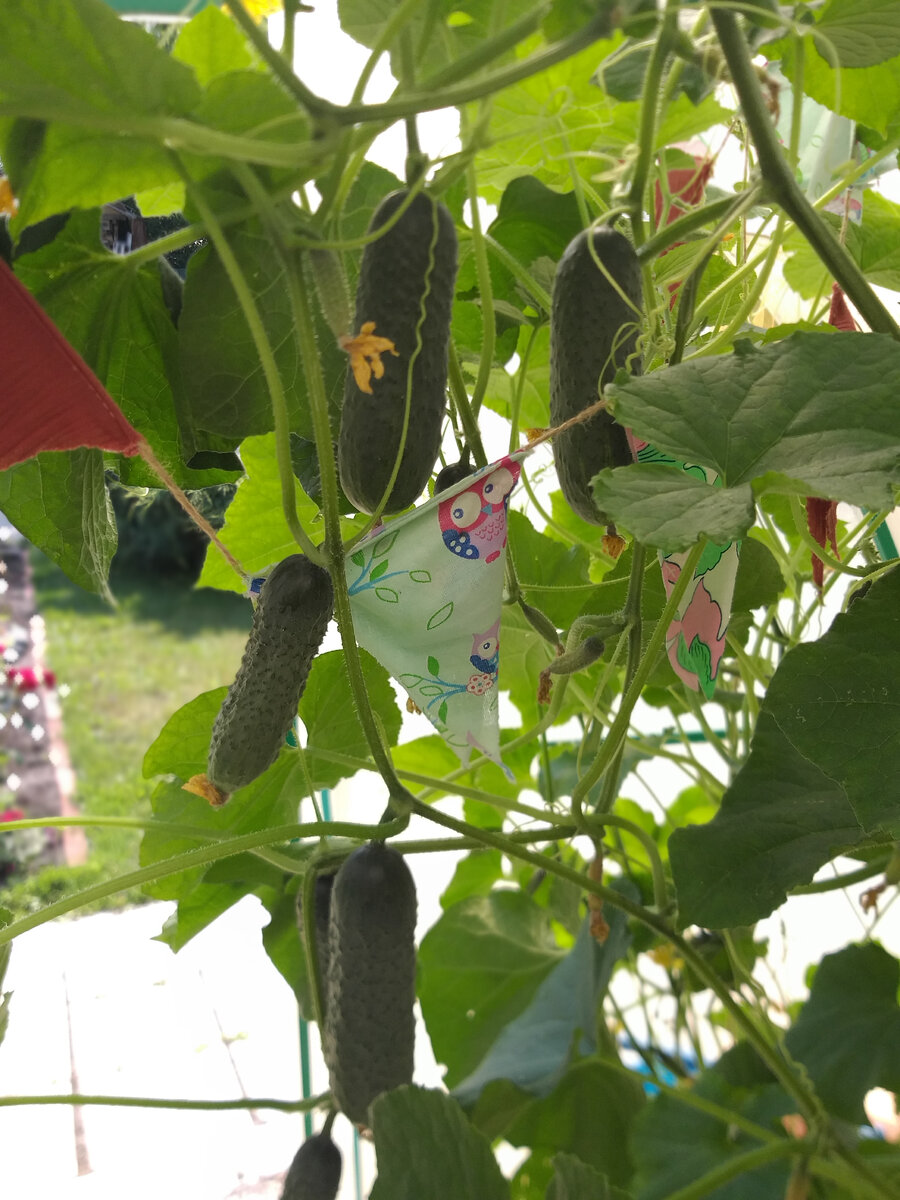 Огурчики сорта "Герда"