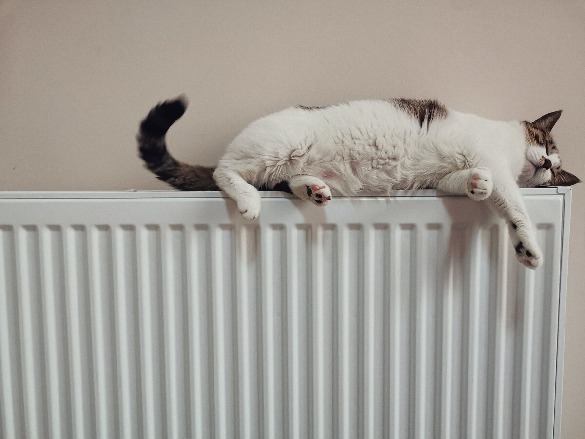 Котик отдыхает на радиаторе 😊