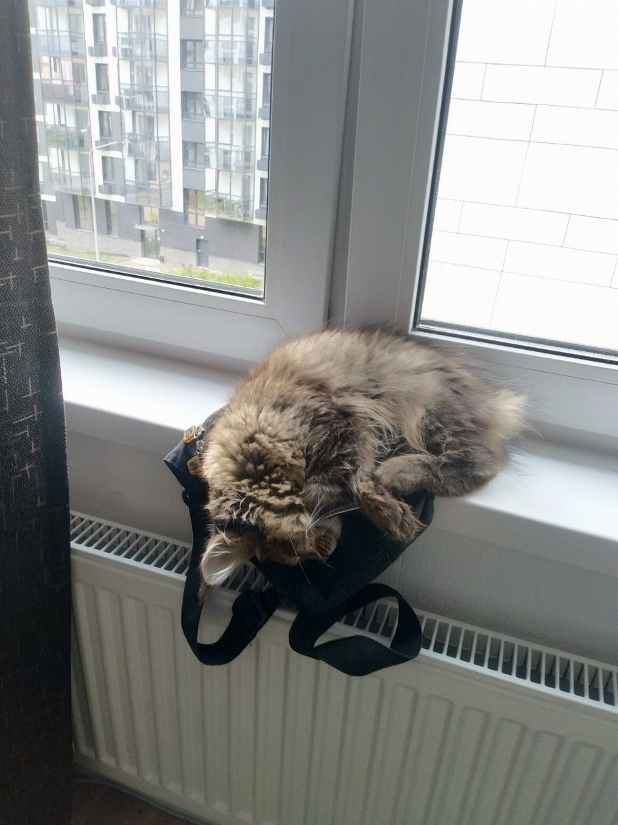 Поиграли? Теперь можно и поспать. И да, мне удобно!