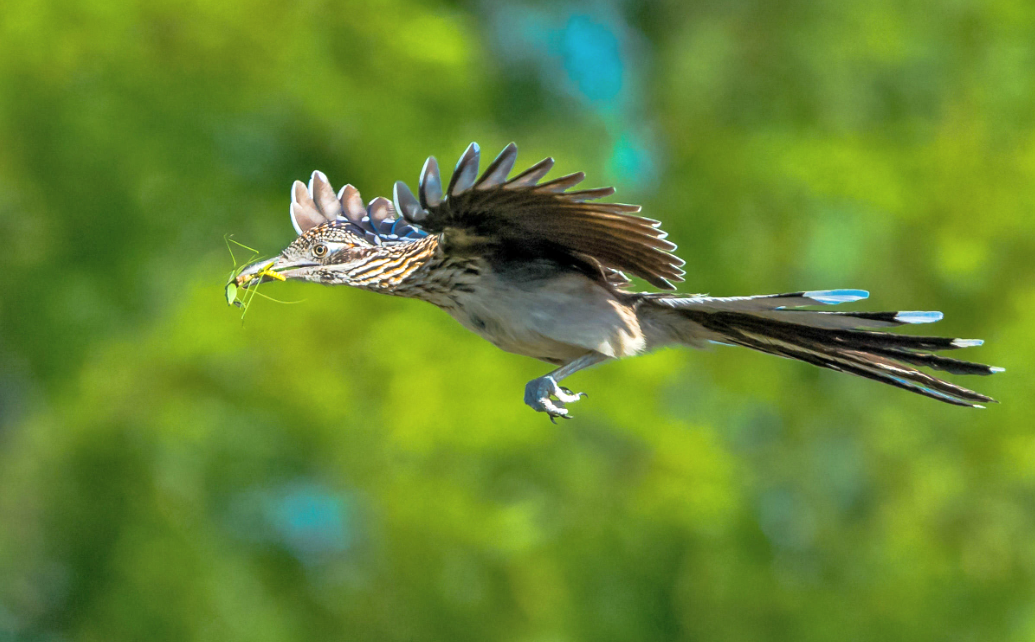Из-за коротких крыльев птица не оторвется от земли выше двух метров. Фото: audubon.org