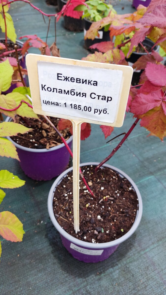 Ежевика без шипов. 
