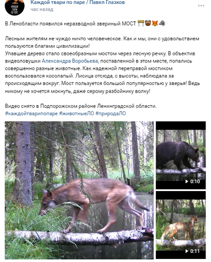    Звери переходят реку по мосту. Скриншот группы в социальной сети «ВКонтакте» Группа «Каждой твари по паре» в социальной сети «ВКонтакте»
