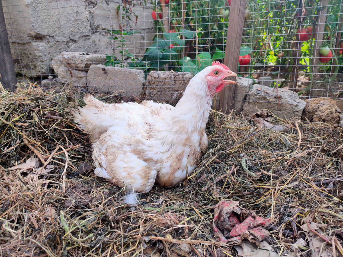 Мои бройлеры на прогулке. Этот явно засматривается на зреющие за забором помидорчики... 