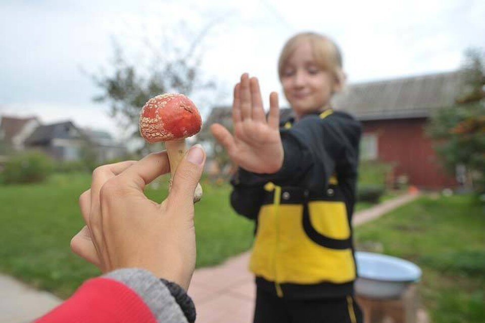     Собирайте и покупайте только те грибы, которые вы хорошо знаете. Евгения ГУСЕВА