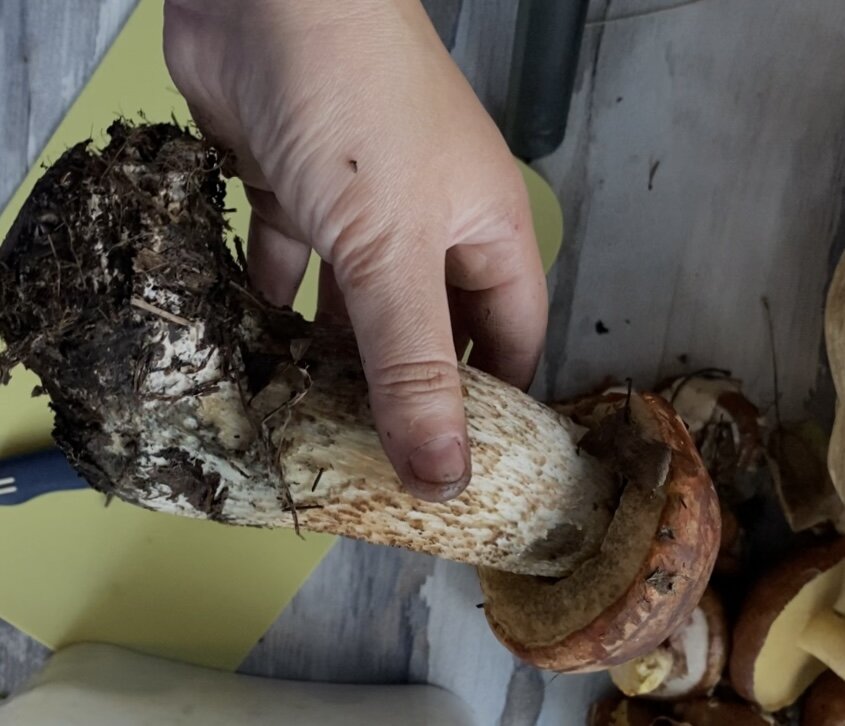 Гриб подосиновик. Личное фото автора канала: В хозяйстве пригодится