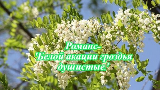 Романс акация слушать. Романс белой акации гроздья душистые. Дятлов гроздья душистые. Белой акации гроздья душистые фэнтези. Белой акации гроздья душистые русский романс.