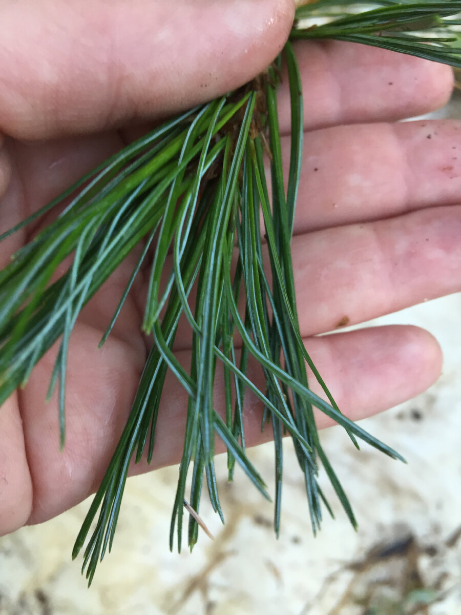 Цвет и длина мягких иголок очень впечатляет.