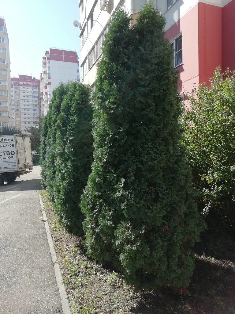 Это сегодня на прогулке. Туя складчатая из семейства кипарисовых