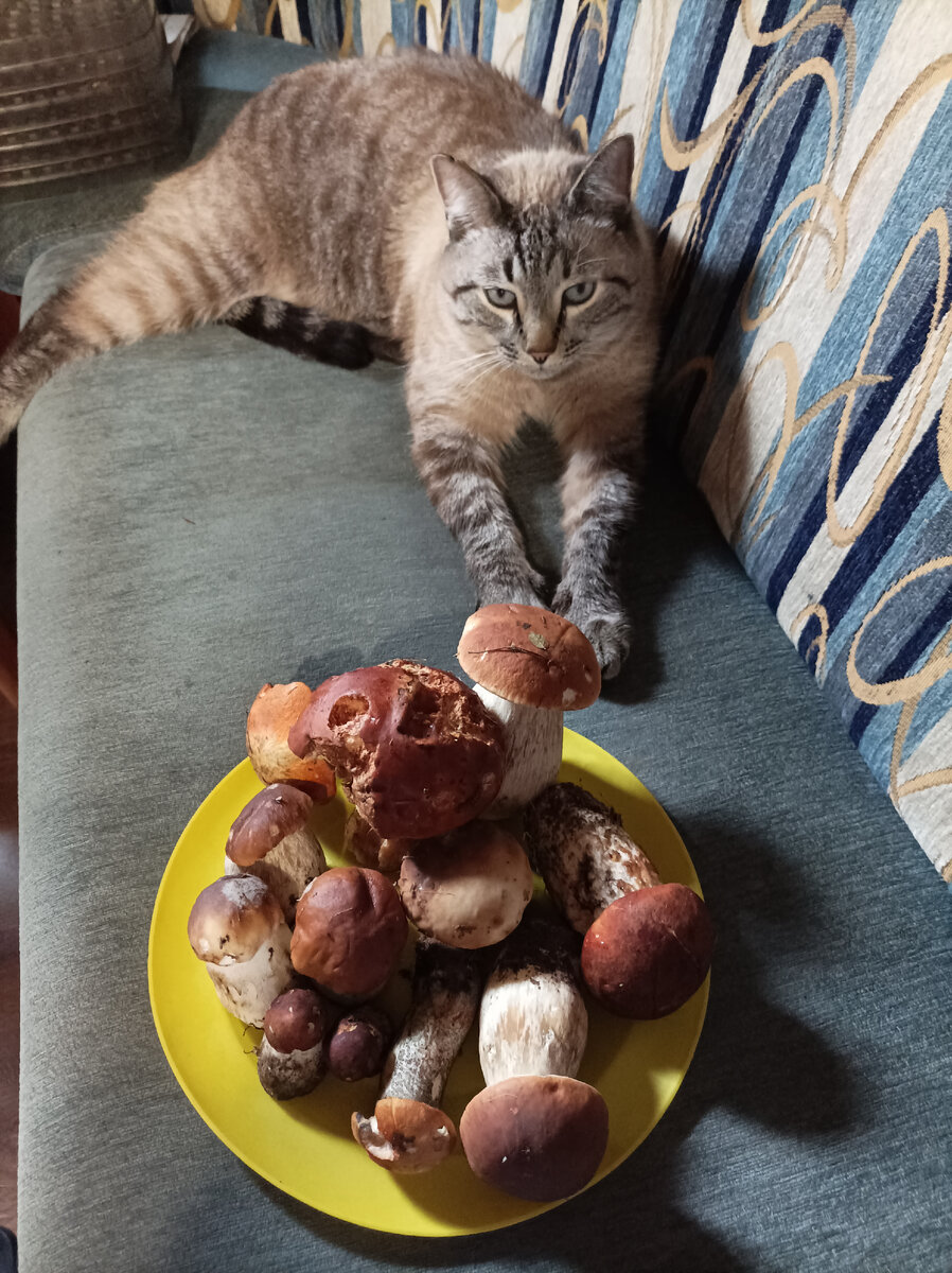 Это Марсик, котик соседей и наш улов😊