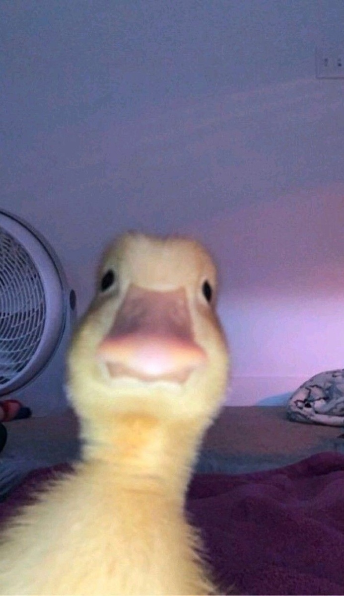Это утькя