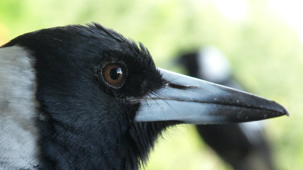 Есть птиц нос. Королевский ворон Коракс. Вороний клюв. Lycocorax pyrrhopterus. Клюв ворона.