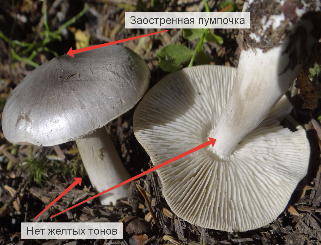 Что лучше - зеленки или подзеленки? Сравниваем на вид, на цвет, на вкус и  запах | Книга Грибов | Дзен