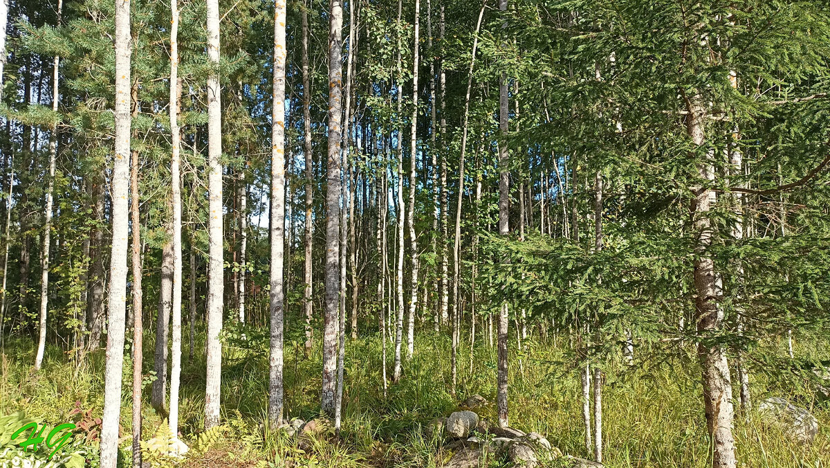 Это вариант уже расчищенного леса без кустов и бурелома